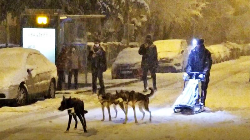 Un hombre recorre Madrid en un trineo tirado por perros