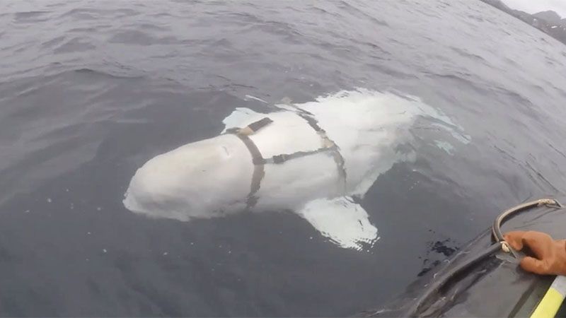 La supuesta “ballena espía” rusa, reaparece en Suecia