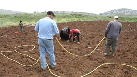 abu ali con su familia trabajan la tierra