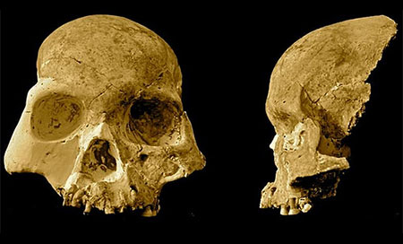 cráneo del homo habilis