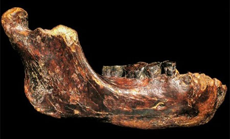 fosil de un hominido prehistorico