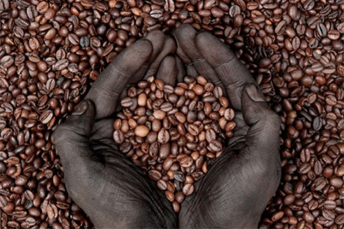 Angola planea duplicar su producción de Café