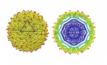 Imagen del virus del Zika