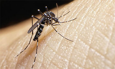 el mosquito transmitador del Zika