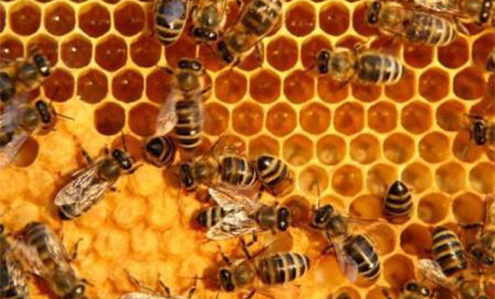 Las abejas ‘Apis mellifera’