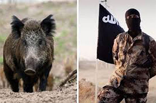 Una manada de jabalíes ataca y mata a tres terroristas de Daesh en Iraq