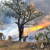 Incendios en México afectan m&#225s de 10 mil hect&#225reas