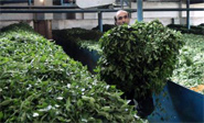 Investigador iraní fabrica maceta descomponible con residuo de té