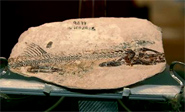 Hallan en México el fósil de un pez de un nuevo género