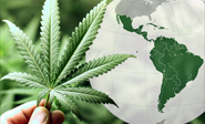 Uruguay recibe solicitudes internacionales de compra de marihuana