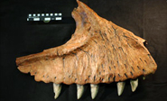 Identifican nuevos f&#243siles de grandes dinosaurios carn&#237voros