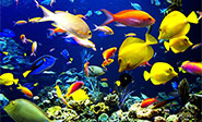 Aumentan las zonas de oxígeno mínimo en los océanos
