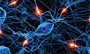 Descubren las primeras neuronas productoras de serotonina 