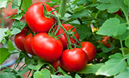 Generar electricidad a partir de tomates desechados