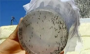 Ejército de mosquitos transgénicos para erradicar epidemias