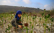 El exitoso negocio del tabaco en Líbano (En fotos)