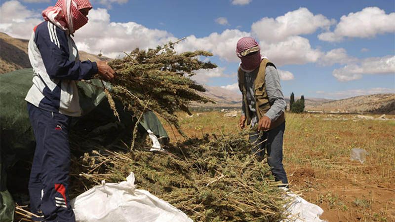 Parlamento de L&iacute;bano debatir&aacute; legalizaci&oacute;n del cultivo de la marihuana