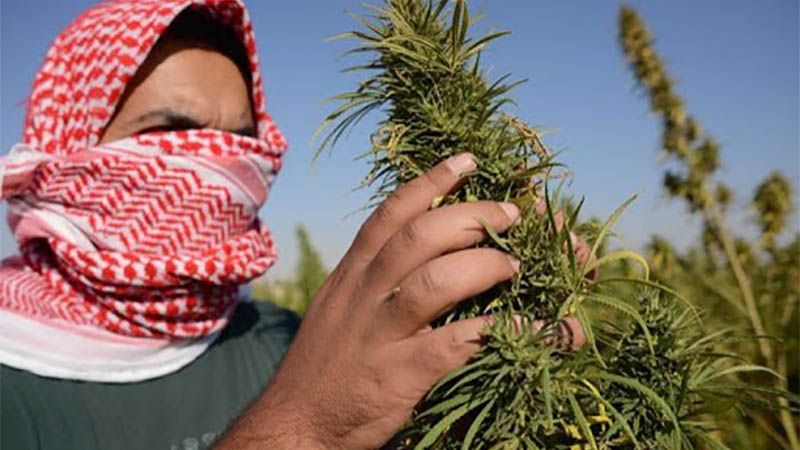El Parlamento de L&iacute;bano legaliza el cultivo del cannabis para fines medicinales
