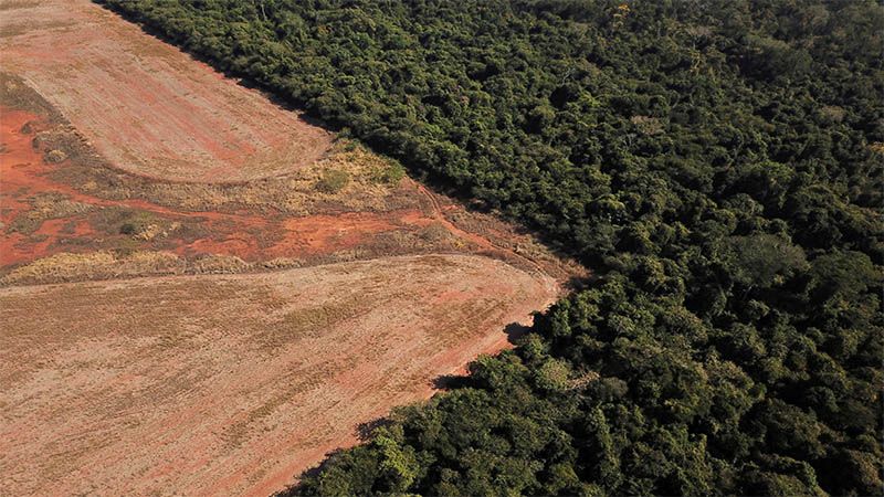 Aumenta la deforestaci&oacute;n en Amazonia, la mayor selva tropical del mundo