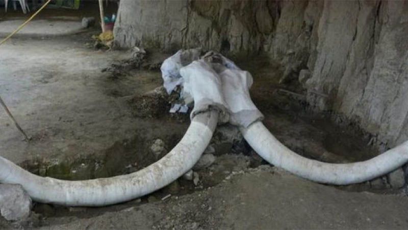 Hallan restos de un mamut de hace más de 10.000 años en México