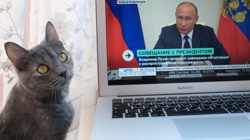 Las sanciones llegan hasta los gatos rusos