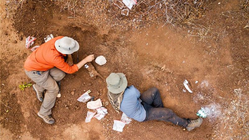 Descubren en Zimbabue el dinosaurio más antiguo de África