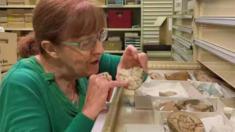 Hallan en Australia el corazón fósil más antiguo: 380 millones de años