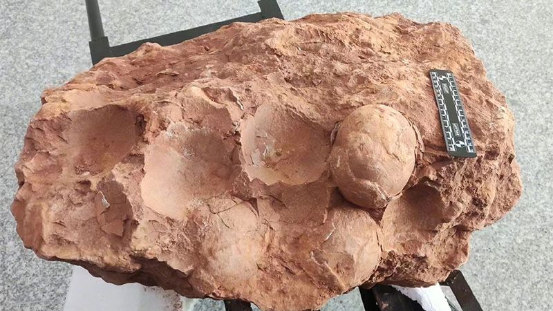 Descubren huevos de dinosaurio de 80 millones de años en el centro de China