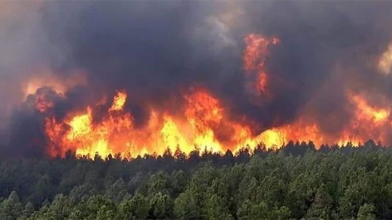 La cifra de muertos por los incendios forestales en Argelia aumenta a 34